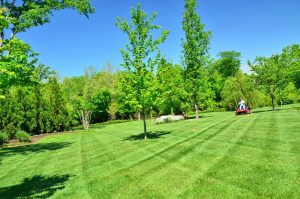 South Florida Lawn Care | SouthernGreenUSA.com