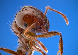 Fire Ant Control Orlando FL | SouthernGreenUSA.com